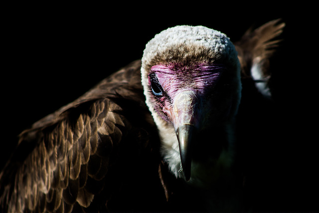 "Hooded Vulture" © Andrew Tinmouth; Creative Commons license
