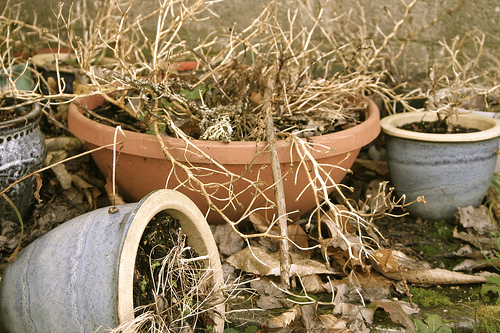 "Dead Plant in Pots" © ChelseaWa