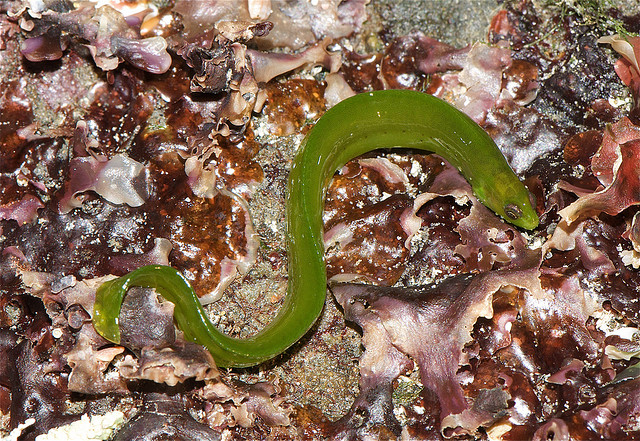 "Rockweed Gunnel" &copy;  Jerry Kirkhart; Creative Commons license