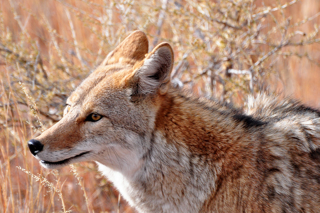 "Coyote" &copy;  Larry Lamsa