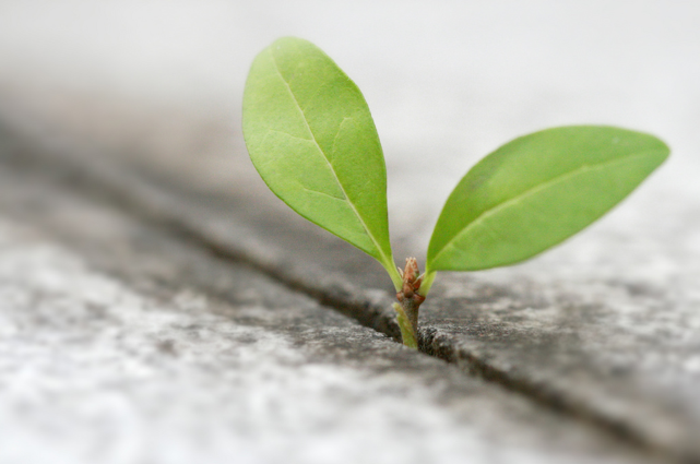 "The Seed that Fell on Rock" © Ansy Wong; used by permission