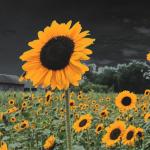 “County Storm” © Jennifer Powers; used with permission