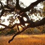 “Tree-Climber” © Jonathan Lidbeck; Creative Commons license