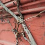“Vine” © Rich Orris; Creative Commons license