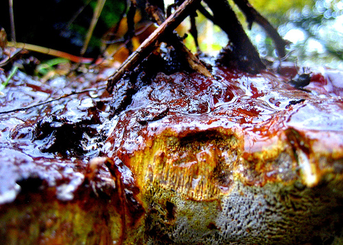 Twigs and mud and leaves