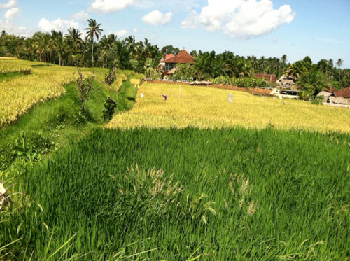 Rice paddy