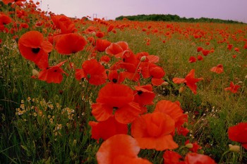 poppies