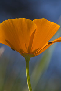 California Poppy by Mike Baird